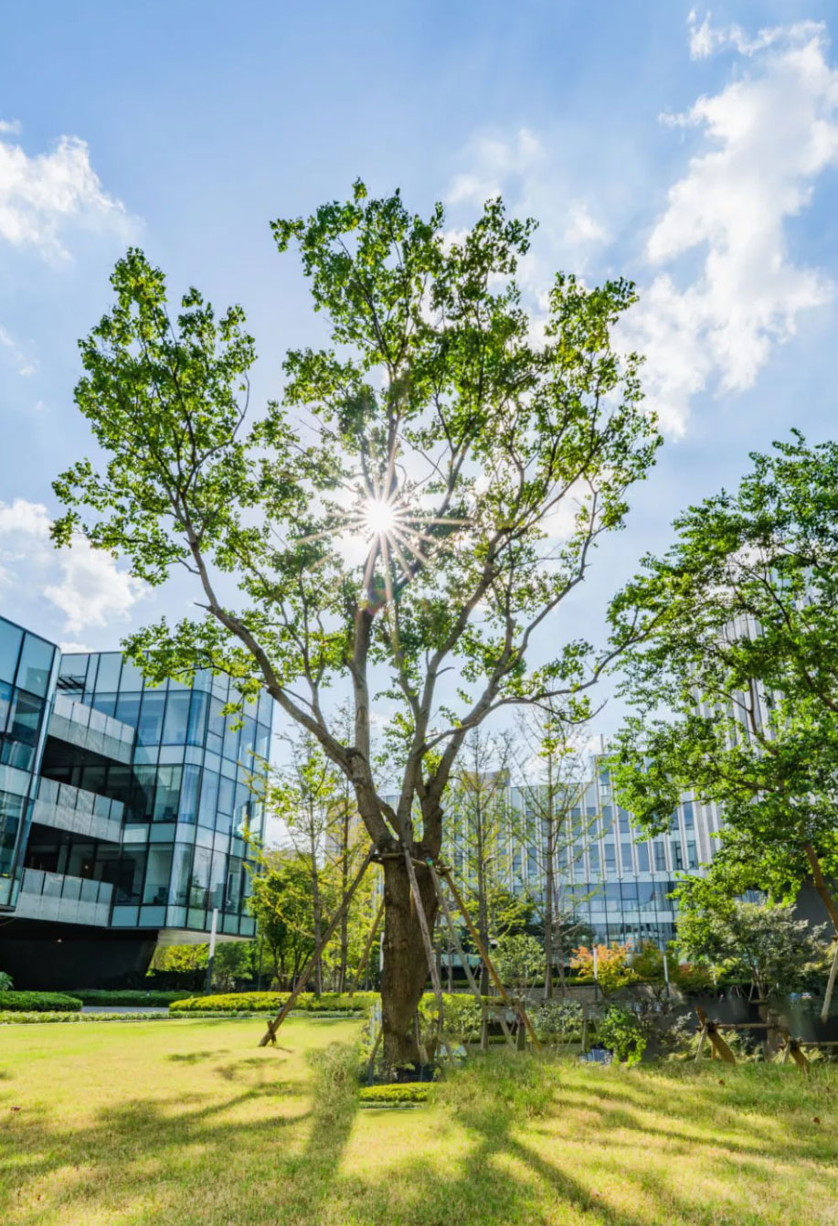 Ein großer Baum vor einem Bürogebäude, das sich der Mission Zero verschrieben hat.