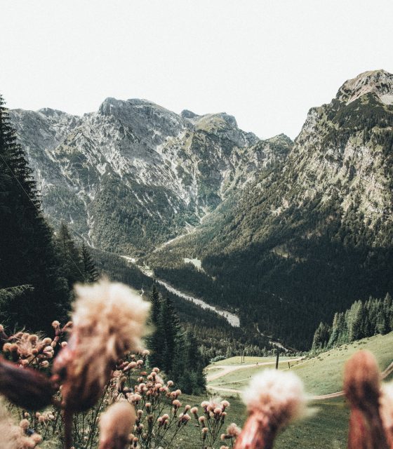 Ein malerisches Eggenhof-Feld mit Blumen im Hintergrund.