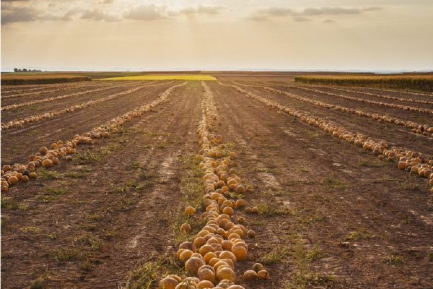 Ein ProKern-Feld an einem sonnigen Tag.
